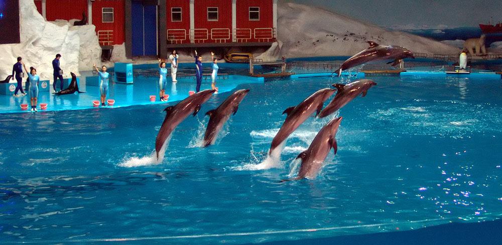 Дельфинарий «Полярный мир»